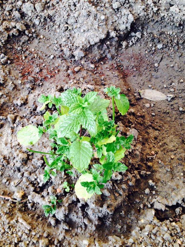 mint plant